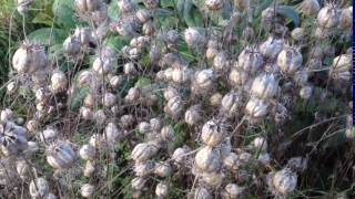 Nigella Damscena seed pods [upl. by Tait]