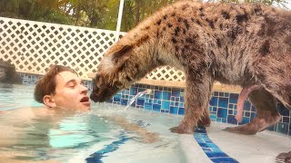 TEACHING BABY HYENA HOW TO SWIM [upl. by Izmar981]