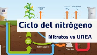 Ciclo del Nitrógeno  Nitratos vs Urea [upl. by Theresina]