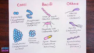 How To Draw Different Shapes Of Bacteria [upl. by Iggam]