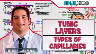 Cardiovascular  Tunic Layers amp Types of Capillaries [upl. by Kuth]