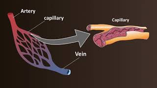 Network of Blood Vessels  Arteries Veins amp Capillaries [upl. by Salchunas692]