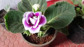 91How to grow gloxinia [upl. by Adnahsat542]