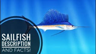 Sailfish  Description and Facts [upl. by Sarene14]