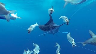 GoPro Awards Marlin Encounter [upl. by Adaval749]