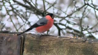 Bullfinch Singing [upl. by Neda]