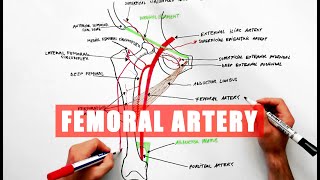 Femoral Artery and its branches  Anatomy tutorial [upl. by Bonilla888]