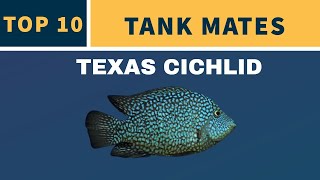 TEXAS CICHLID TANK MATES [upl. by Leid]