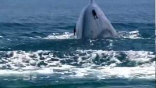 Worlds Largest Blue Whale colony  Discovered in Sri Lanka [upl. by Aisorbma]