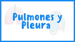 ANATOMÍA  Pulmones y Pleura  Blasto Med [upl. by Geraldina559]