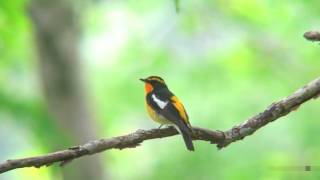 キビタキ（1）さえずり  Narcissus Flycatcher  Wild Bird  野鳥 動画図鑑 [upl. by Julieta]