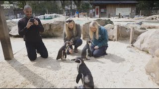 Meet the Penguins at ZSL London Zoo [upl. by Farah]