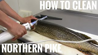 NORTHERN PIKE How to get 5 boneless fillets [upl. by Nrubliw]