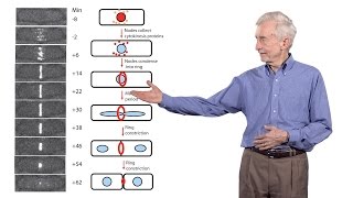 Thomas Pollard Yale University 3 The mechanics of cytokinesis [upl. by Biebel]