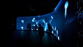 Virtual Gulf Stream Aquarium Interactive Digital Wall Projection [upl. by Riggs749]