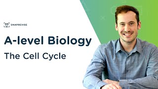 The Cell Cycle  Alevel Biology  OCR AQA Edexcel [upl. by Latif]