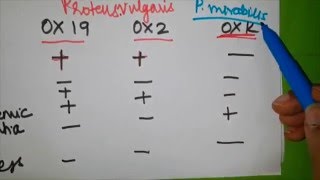 Rickettsia simplified  Part 3  Pathogenesis and Weil  Felix test [upl. by Nortad]