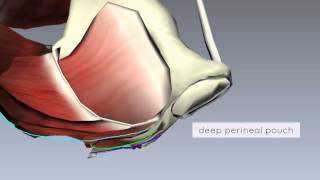 Pelvic Floor Part 2  Perineal Membrane and Deep Perineal Pouch  3D Anatomy Tutorial [upl. by Neros430]