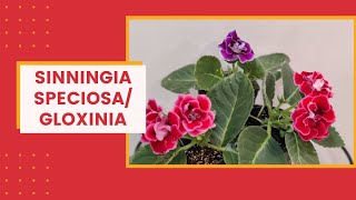 How to grow Florists Gloxinia  Sinningia Speciosa I The Practical Gardener [upl. by Euqinim]