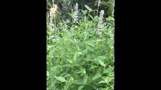 Agastache foeniculum Anise Hyssop [upl. by Karlise]