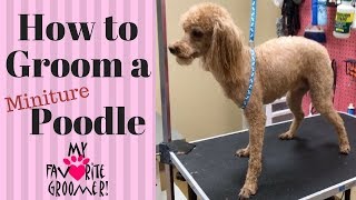 How To Groom A Poodle [upl. by Maynord822]