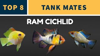 TOP 8 RAM CICHLID TANK MATES [upl. by Siblee521]