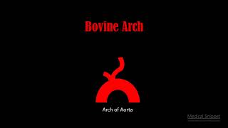 Bovine arch  Misnomer  Anatomy [upl. by Novihc]