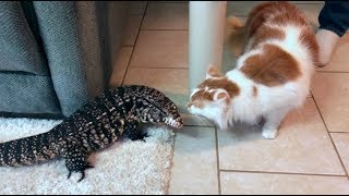 TEGU MEETS CAT [upl. by Nitin]