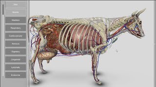 3D Bovine Anatomy v200a [upl. by Johnna250]