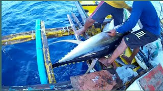 AMAZING TRADITIONAL TUNA FISHING in the PHILIPPINES  HANDLINE FISHING Filipino tuna fishing [upl. by Andrus]