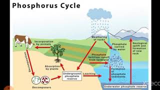 Phosphorus cycle Ecology NEET [upl. by Nadnerb]