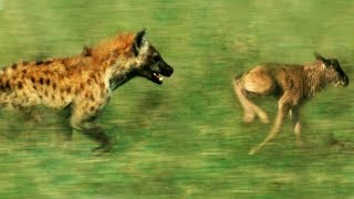 Hyena vs Baby Wildebeest  BBC Earth [upl. by Annaig654]