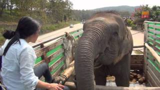 Lucky the Blind Circus Elephant Rescue  ElephantNews [upl. by Maddox]