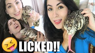 ARGENTINE BLACK AND WHITE TEGU  MONITOR LIZARD  CREATURE FEATURE [upl. by Netsoj]