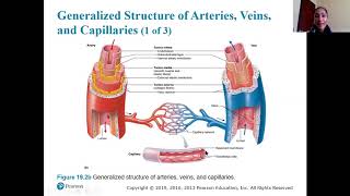 Chapter 19 Cardiovascular System Blood Vessels  Part I [upl. by Ybloc]