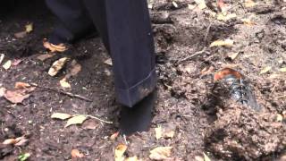 Business suit and wingtips in the woods mud and stream Part 1 [upl. by Marin]