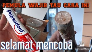 pepsodentbisa dijadikan salep kambium bahan bonsai [upl. by Isidora]