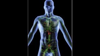 anatomy of lymphatic system DR SAMEH GHAZY [upl. by Bentlee564]