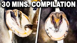 Farrier ASMR Hoof Cleaning Compilation [upl. by Elimac541]