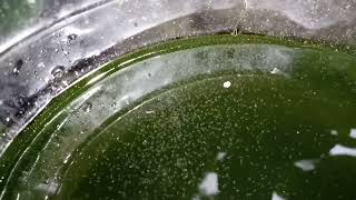 DAPHNIA MOINA CULTURE IN A SMALL BUCKET [upl. by Chak947]