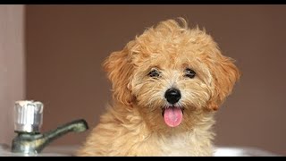 Maltipoo  Comprehensive Dog Review with Compilation [upl. by Kuhn]