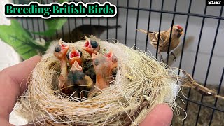 Baby Bullfinches Hybrids and More  Breeding British Birds S1E7 [upl. by Keare]