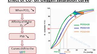 Allosteric effectors of Hemoglobin [upl. by Niloc]