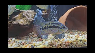 Salvini Cichlid Overview [upl. by Cire543]