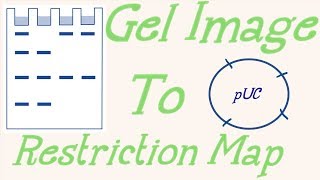 Restriction mapping problemAnalysis of agarose gel image [upl. by Belter]