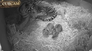 Adorable Sumatran tiger cub twins born at ZSL London Zoo [upl. by Pals530]