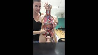 Blood Vessels Lab Part 1 Head and Neck [upl. by Conlen]