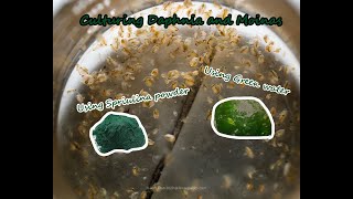 How To Culture Daphnia and Moinas using Green Water Spirulina powder [upl. by Satterfield]