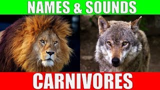 CARNIVOROUS ANIMALS Names and Sounds  Learn Carnivore Animals [upl. by Stokes]