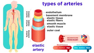 The Circulatory System Part 2 Blood Vessels [upl. by Nikolia]